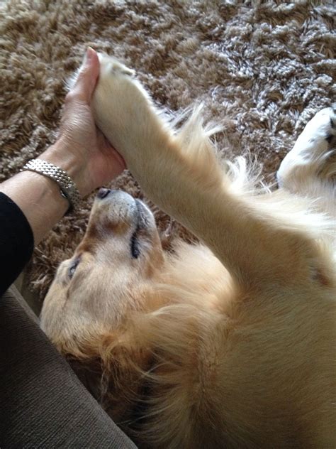 What Is It About Goldens And Holding Hands Dogs Golden Retriever