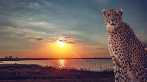 Cheetah Wild Cat Savannah Lake Sunset Wallpaper 1920x1080 620680