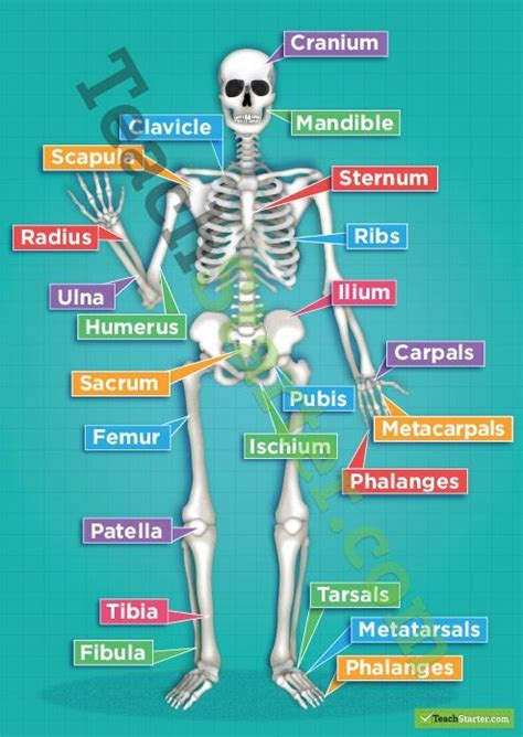 The Human Skeletal System Poster Teaching Resource