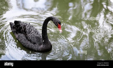 One Beautiful Black Swan Floating On The Lake Surface Stock Photo Alamy