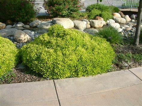 Pittosporum tobira is a broad leaf evergreen shrub featuring deep green and glossy foliage and it does require good drainage. Pittosporum tobira 'Wheeler's Dwarf'