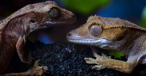 Are Crested Geckos Nocturnal Or Diurnal Their Sleep Behavior Explained