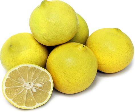 Sweet Lemons Information And Facts Sweet Lemon Lemons Fruit