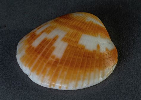 Sea Shells Photograph By Tommy Farnsworth Fine Art America