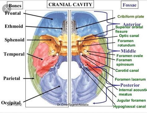 Foramen Of The Skull Cranial Nerves 3d Anatomy Tutori