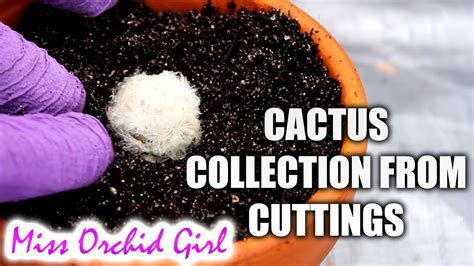 Starting A Cactus Collection From Cuttings Youtube
