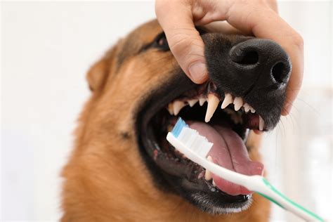 How To Brush Your Dogs Teeth In 5 Steps