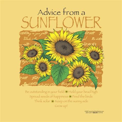 Sunflower Quotes Sunflower Nature Quotes