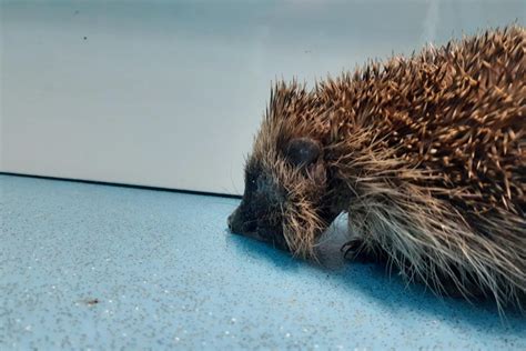 Dying Hedgehogs Plight Sparks Warning Over Christmas Rubbish