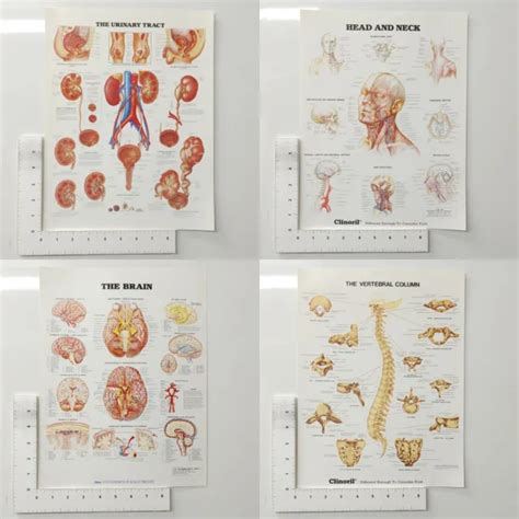 Skeletal Muscular Organs Systems Of The Body Anatomical Chart Co