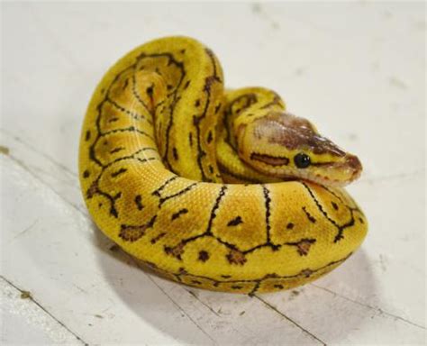 Underground reptiles supplies some of the best ball pythons for sale in the world! Baby Lemon Blast Ball Pythons for sale