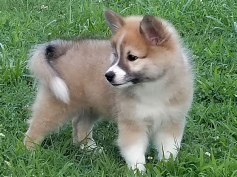 Icelandic Sheepdog Puppies Profile Care Facts Traits Health