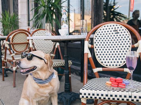 The 15 Best Dog Friendly Restaurants And Bars Near Me Maps And Photos