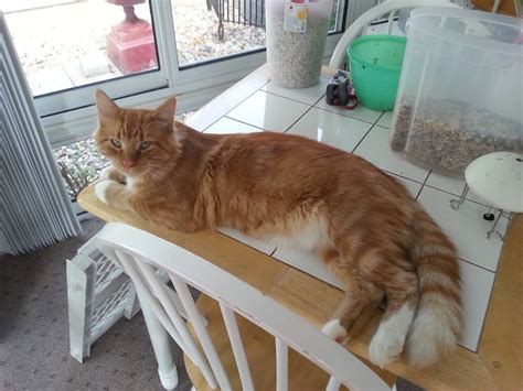 12717 Lost Longhaired Orange Tabby Cat In Normal Il Lost And
