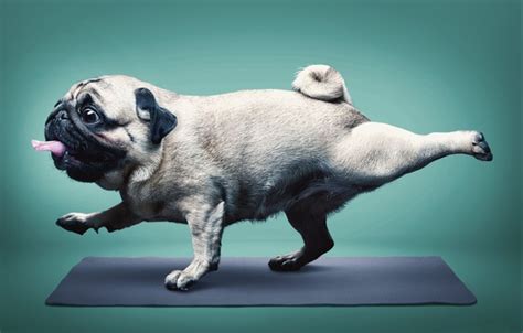 Wallpaper Language Humor Yoga Pug Mat Yoga Pug Happy Dog Happy