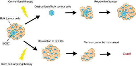 Frontiers Notch Signalling In Breast Development And Cancer
