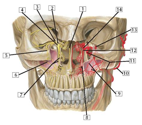 Pterygopalatine Fossa Anatomy Maxillary Nerve Anatomy Head And Neck