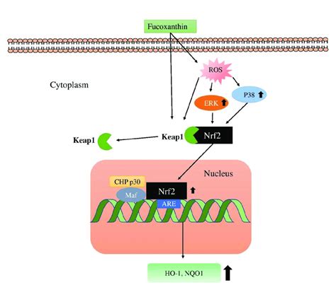 Mechanism Of Nrf2 Are Activation By Fx The Diagram Was Adapted And