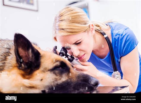 Veterinarian Examining German Shepherd Dog With Sore Ear Stock Photo