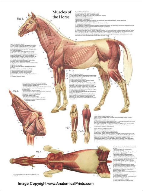 Muscles Of A Horse Horse Muscle Anatomy Poster 18 X 24 Laminated