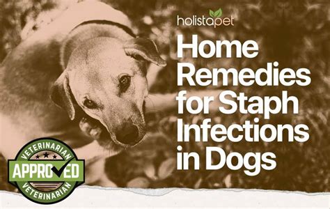 Additionally, antibiotics are helpful for treating protozoal infections in some cases. Dog Staph Infection Home Remedies [Actionable Tips ...