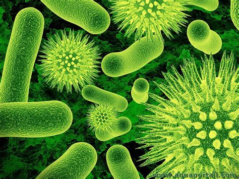 Bactérie Définition Types Vs Virus Bénéfiques Ou Mortelles