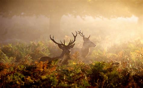 Red Deer In Uks Autumn Mist Pics