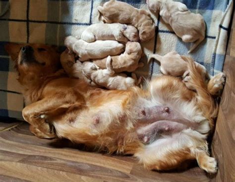 What Happens To A Mom Dogs Body After Birth