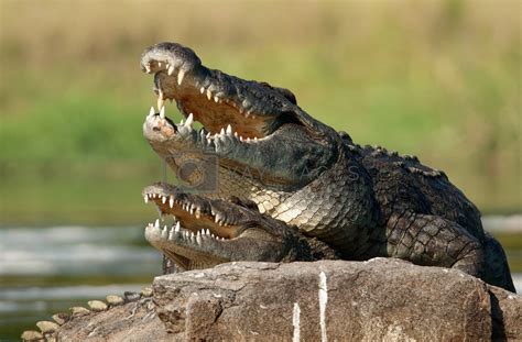 nile crocodile crocodylus niloticus mating by surz vectors and illustrations with unlimited