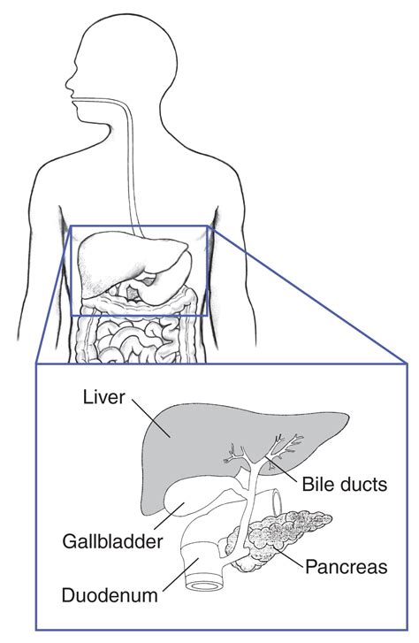 Liver Bile Ducts Gallbladder Pancreas And Duodenum With Labels