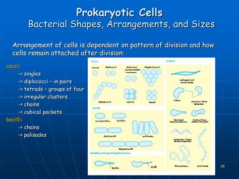 Ppt Prokaryotic Cells Powerpoint Presentation Free Download Id6135450