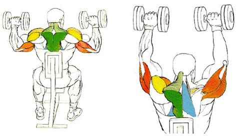 5 Most Effective Exercises For Building Massive Shoulders ~ All Fitness