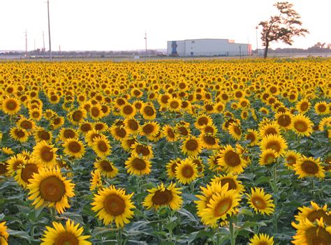 Salina Ks Sunflower Field By Kansas State University Salina Photo
