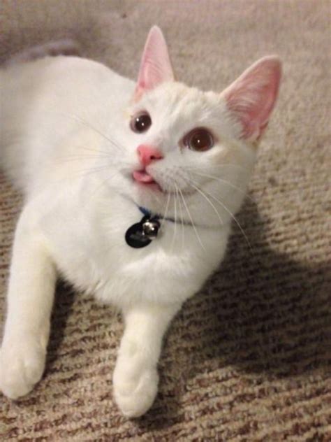 Why Do Cats Blep Everything You Need To Know Cute Cat Pet Lovely