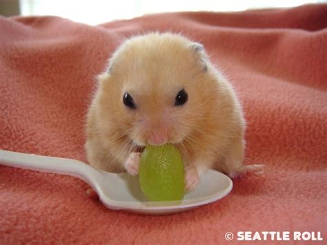 Yummy Grape Cute Hamsters Funny Hamsters Cute Baby Animals
