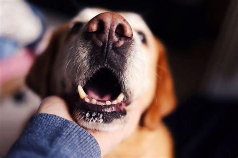 Dog Bad Breath 5 Home Remedies To Stop Stinky Dog Breath Petco Dog Care