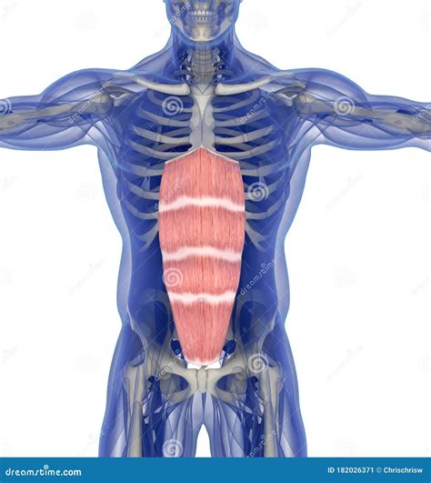Medical Muscle Illustration Of The Rectus Abdominis 3d Illustration