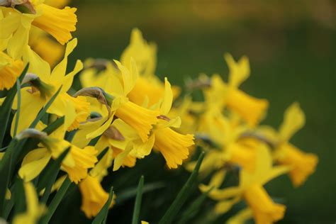 Learn All About The March Birth Flower The Daffodil Teleflora Blog