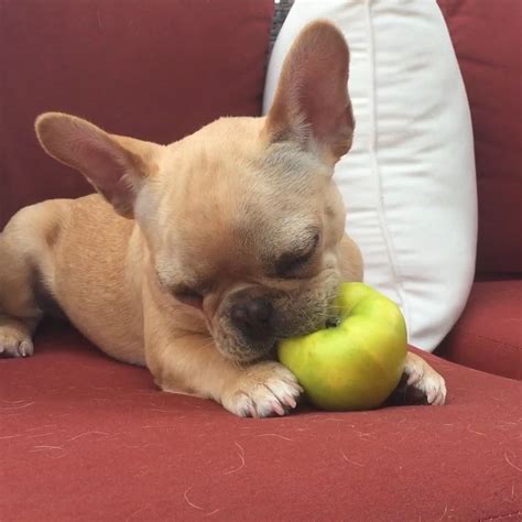 Finding the best food for french bulldog puppies gets much easier when you know what to look for. What Are 10 Most Important Rules When Feeding a French ...