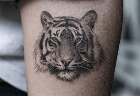 12 Best Bengal Tiger Tattoo Designs And Ideas Petpress