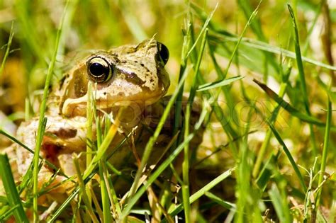 Frog In High Grass Stock Image Colourbox