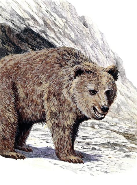 Ursus Spelaeus By Michael Long Cave Bear Bear Art Prehistoric