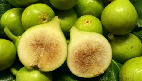'kadota' _ 'kadota' is a vigorous, rounded to spreading deciduous shrub or small tree with rounded, deeply lobed, mid general care. Kadota