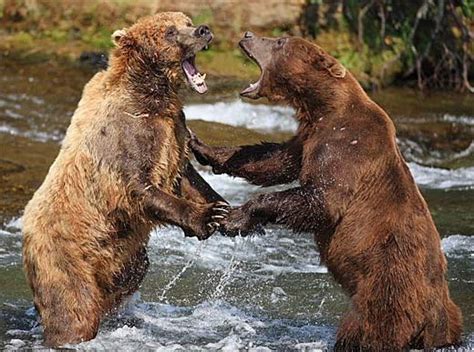 Brown Bears Animal Pictures And Facts