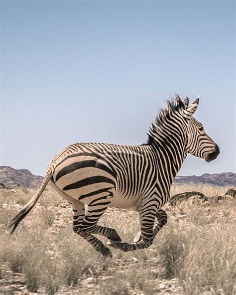 Animalsocialcompany Posted To Instagram Dancing In The Wild Desert