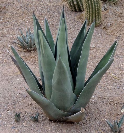 Prickly pear cactus — or also known as nopal, opuntia and other names — is promoted for treating diabetes, high cholesterol, obesity and hangovers. Agave Shark Skin | Succulents
