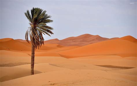 Palm Desert Wallpapers Top Free Palm Desert Backgrounds Wallpaperaccess
