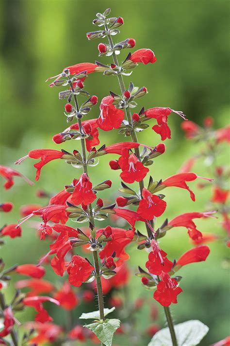 Summer Jewel Red Scarlet Sage Salvia Coccinea Annual Flowers
