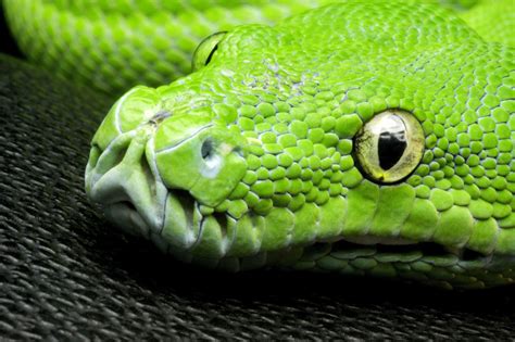 Green Snake Head Eye Look Scales