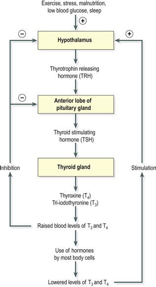 The Endocrine System Basicmedical Key